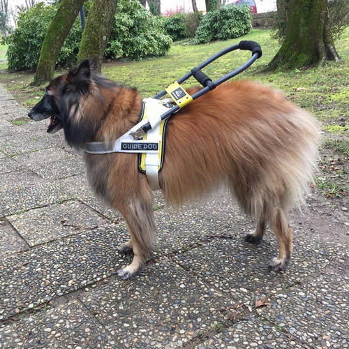 Шлейка для собаки поводыря «Clever dog» из белого нейлона shlejka dlya sobaki povodyrya clever dog iz belogo nejlona